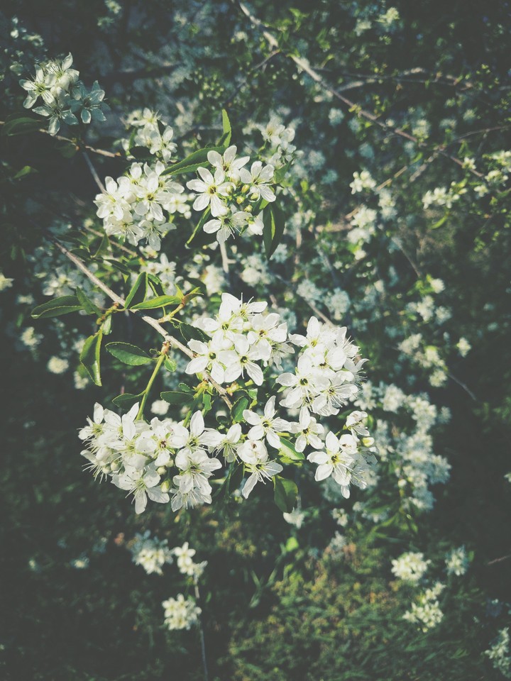 spring