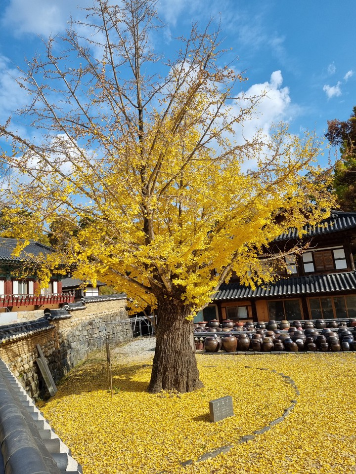 Yellow yellow