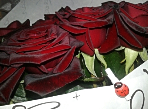 rose