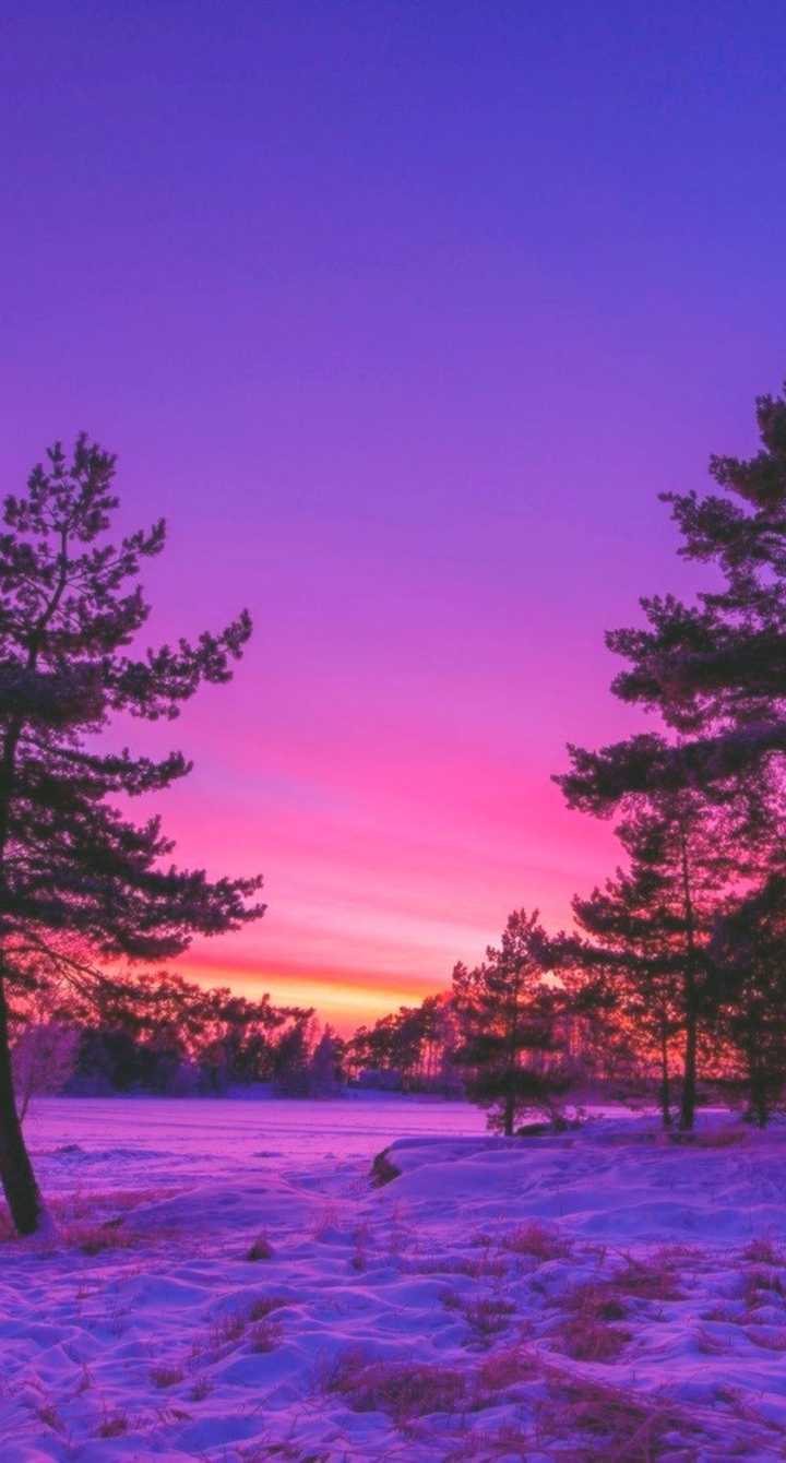 purple scenes