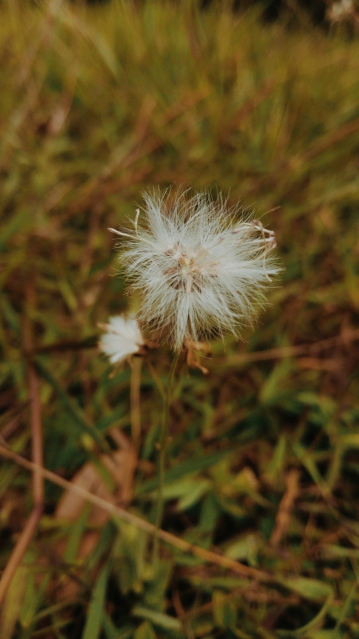 lonely grass