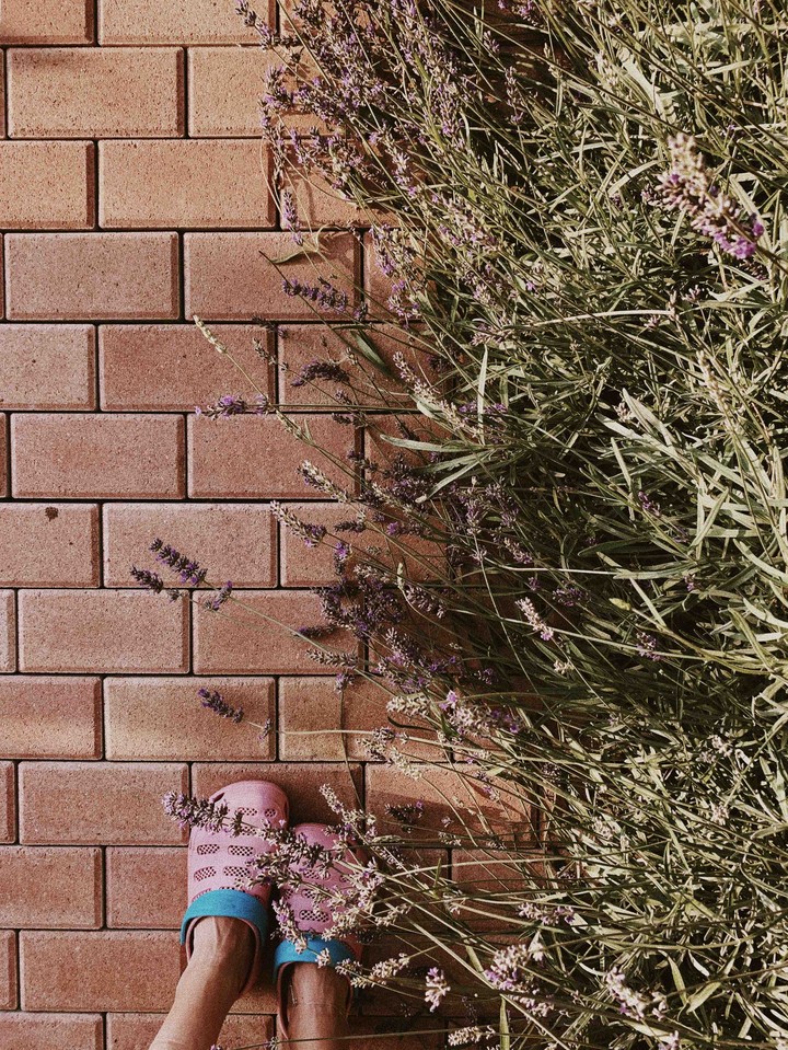 just lavender in my small garden...