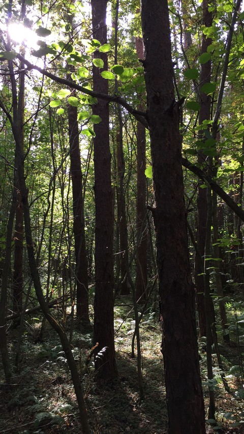 down in the forest