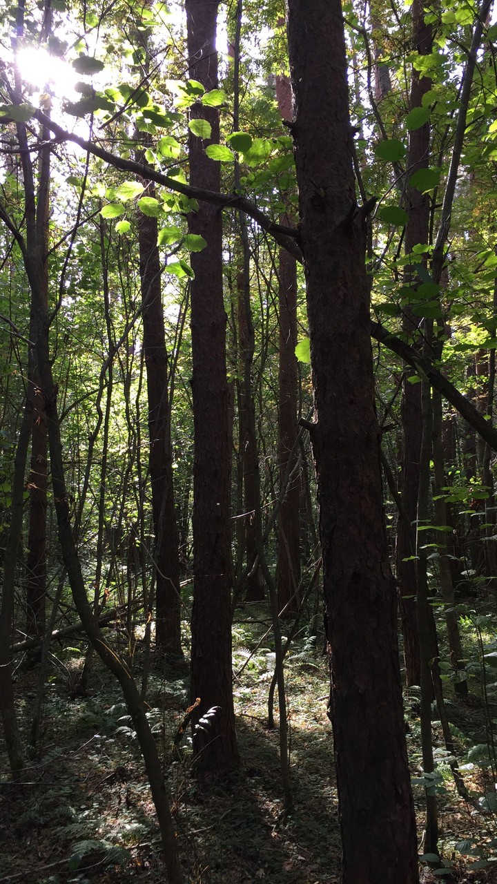 down in the forest