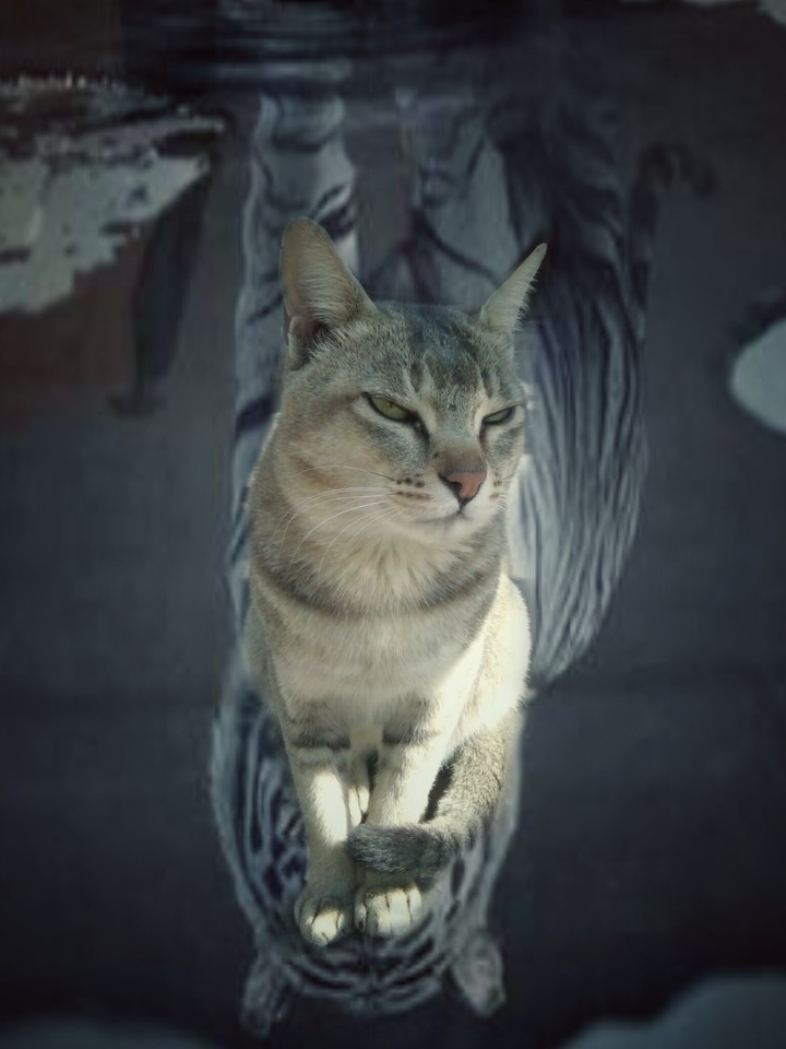 lazy cat 