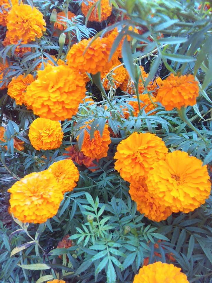 flowers
