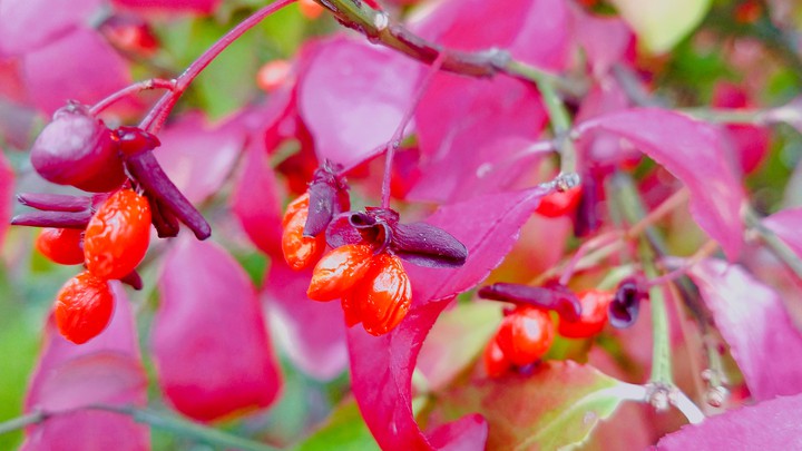 fall splendor
