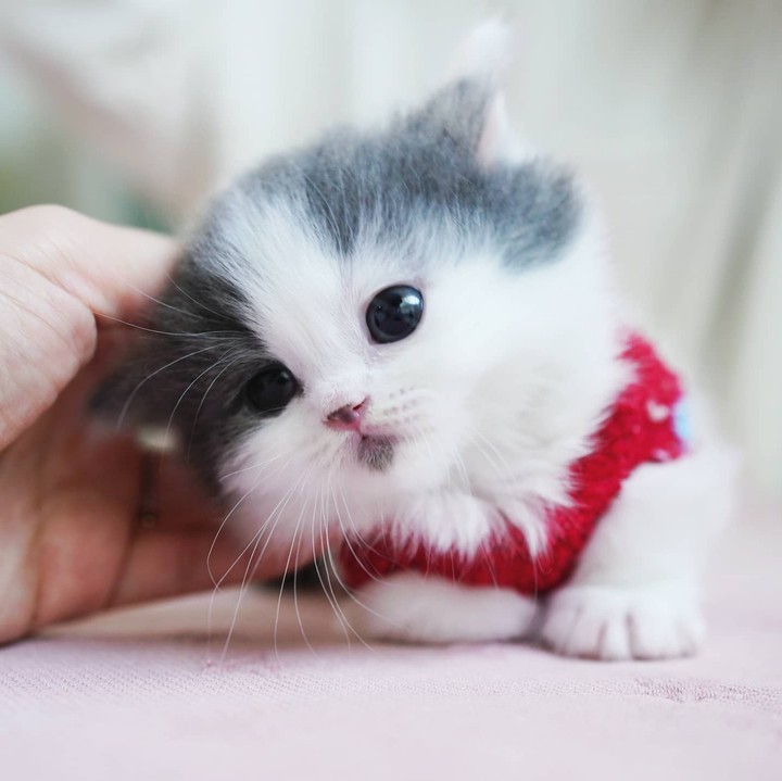 Kitty ♡_♡
