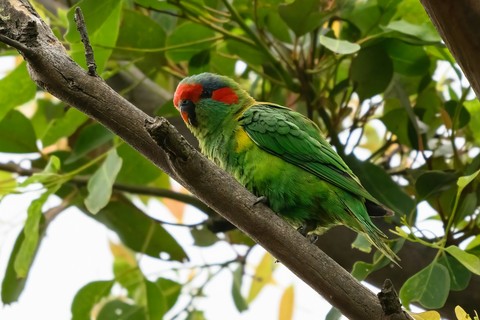 loriini, beak achtergronden