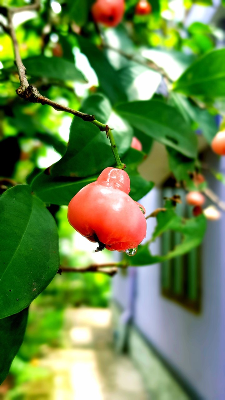 kerala fruits