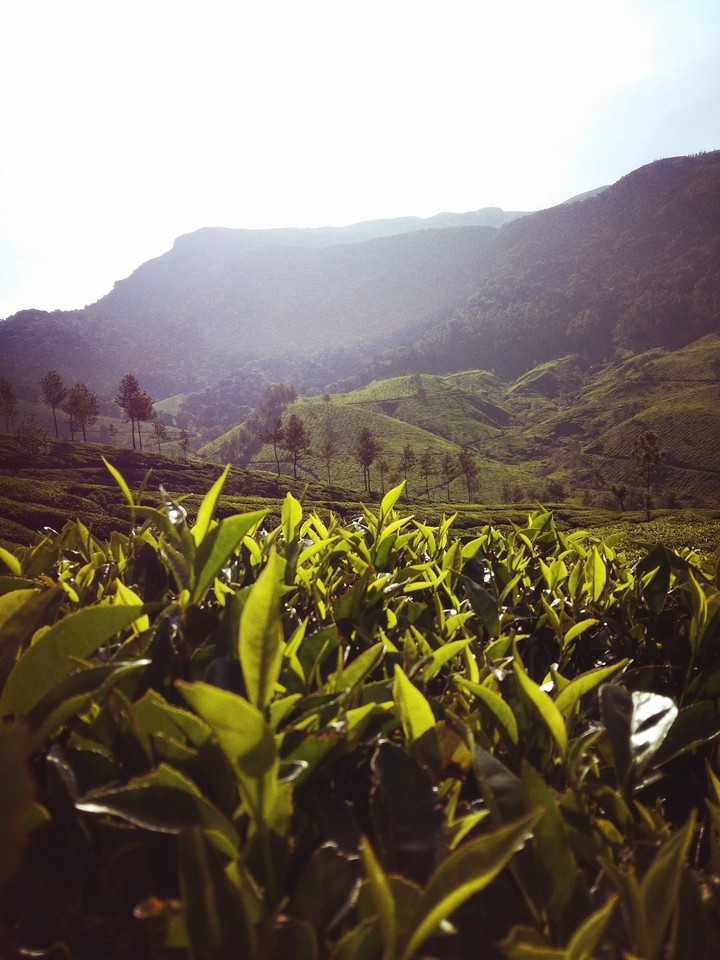 Tea Gardens of Munnar-Kerala-India