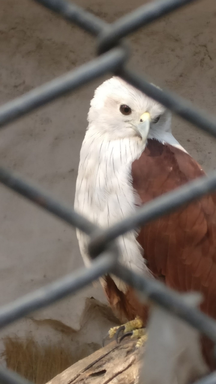 Eagle & cage