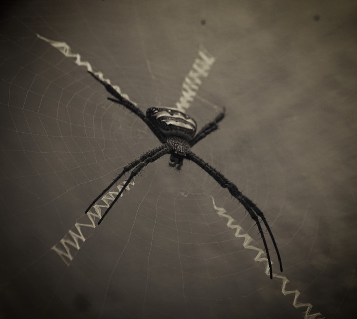 Spider.