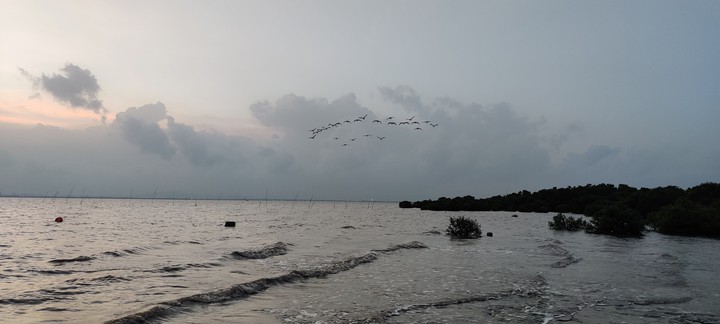 birds