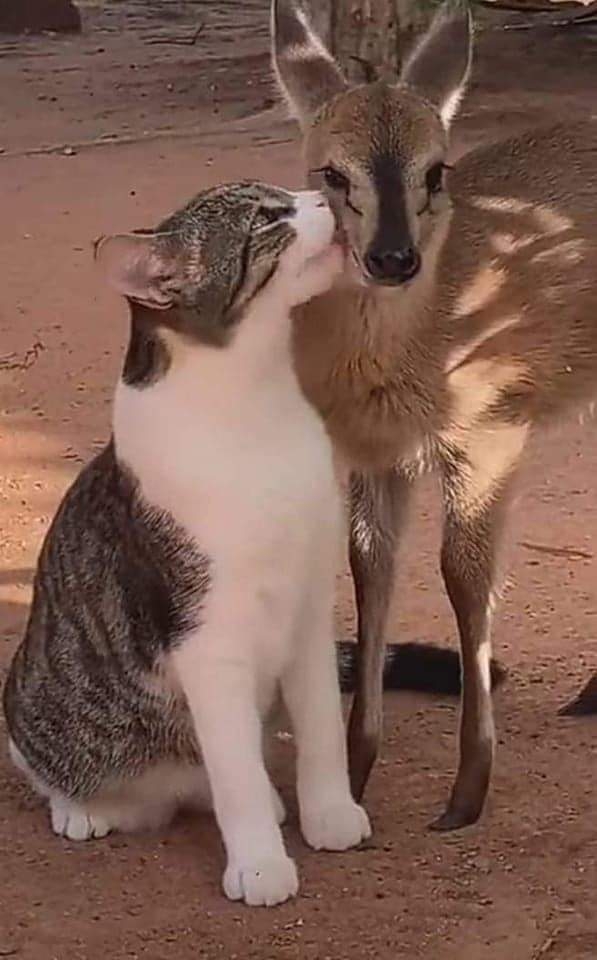 ⭐?⭐