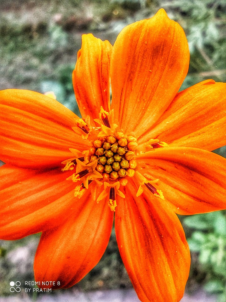 Orangey stamen