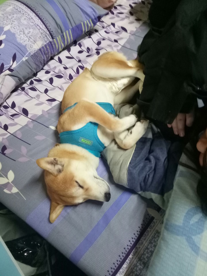 DOG柴
