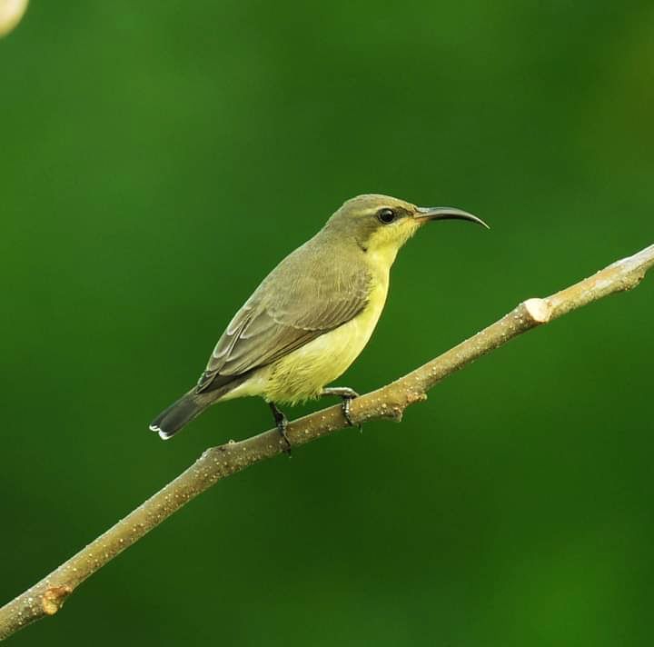 Bird