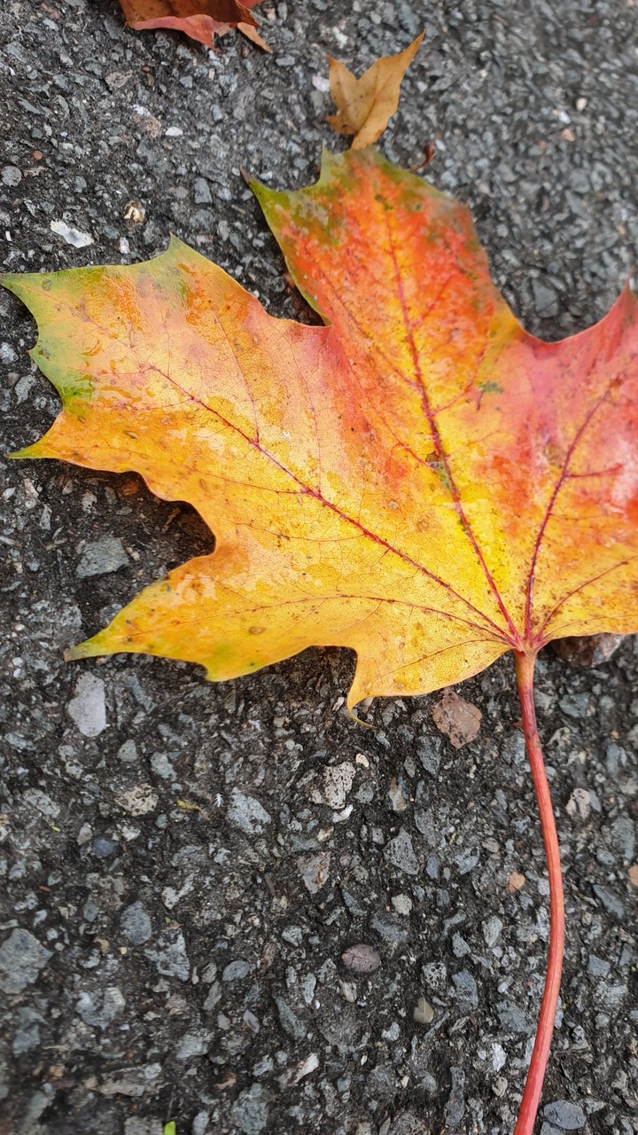 Autumn