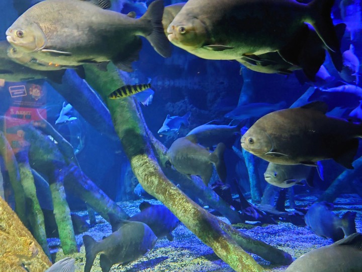 Acuario de Benalmádena Beach
