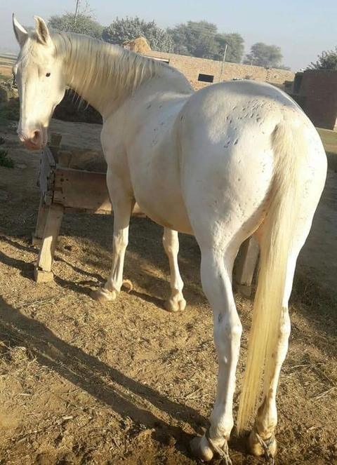 Horse