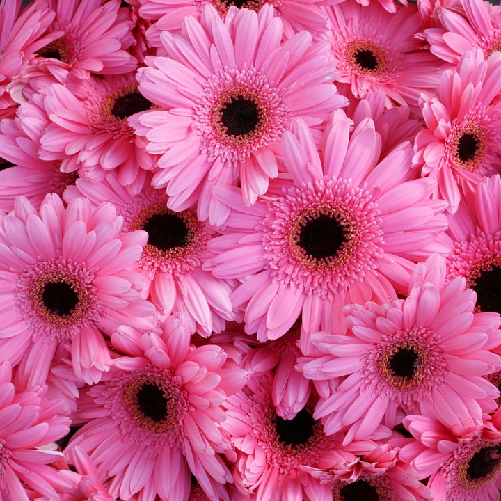 Daisies