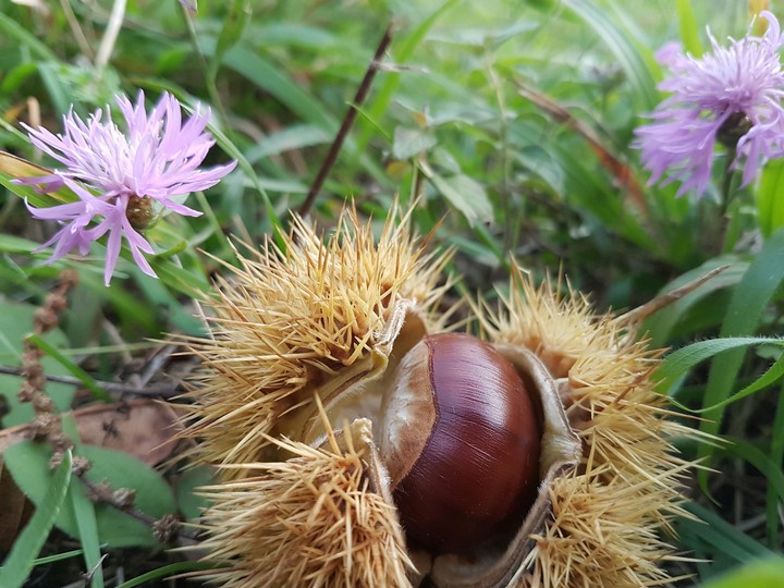 Autunno