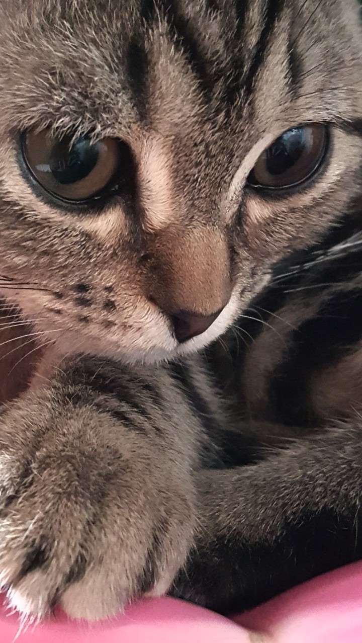 몬드7