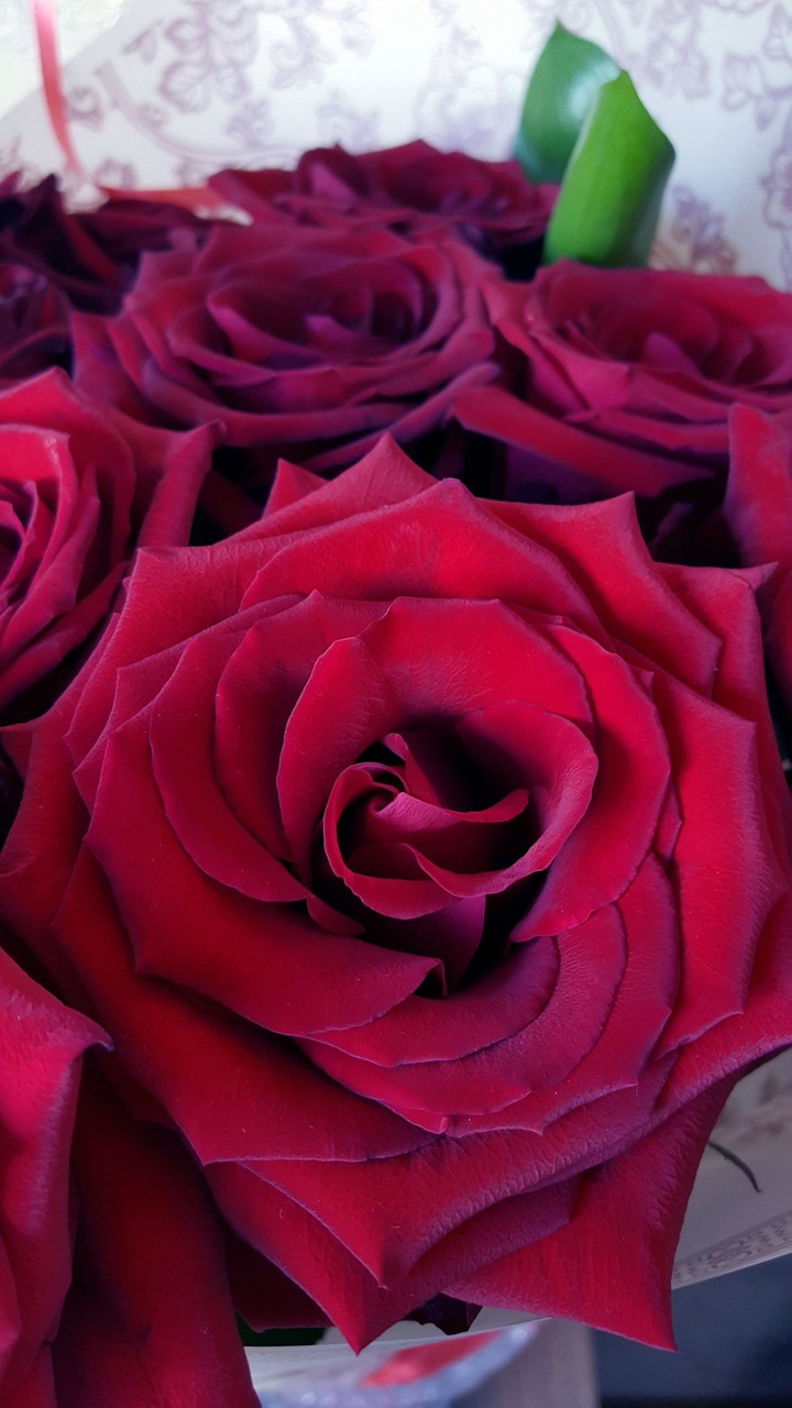 Rose