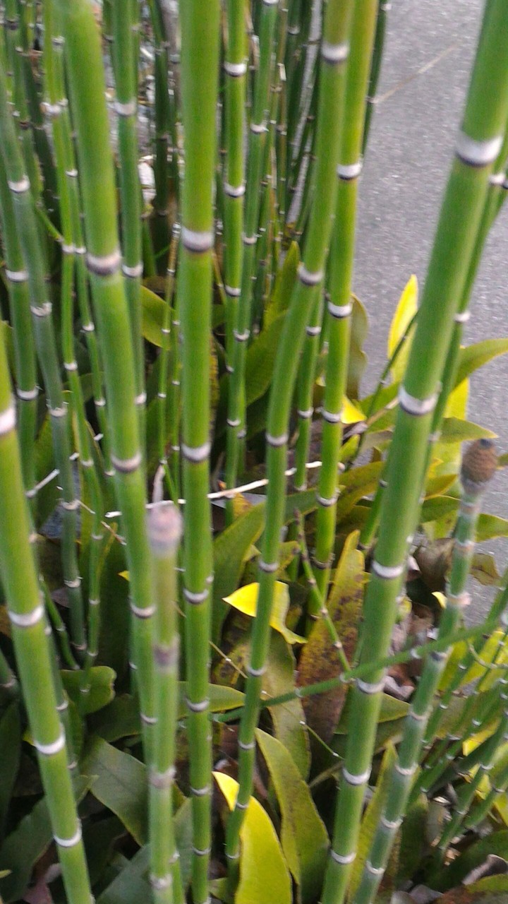 spring