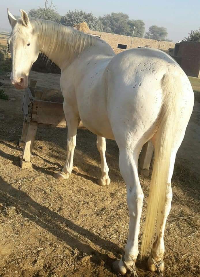 Horse