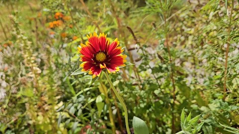 BLANKET FLOWER-A FAVORITE