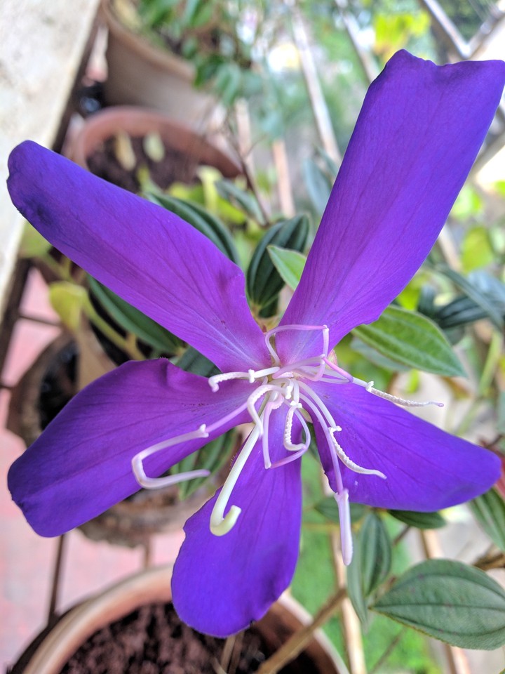 flower