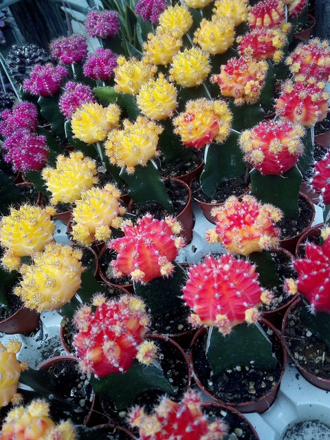 обои plant, flower