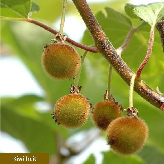 kiwi.