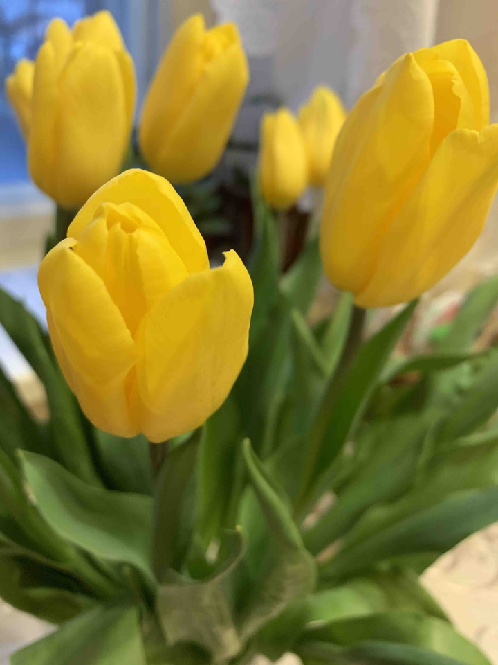 Yellow tulips