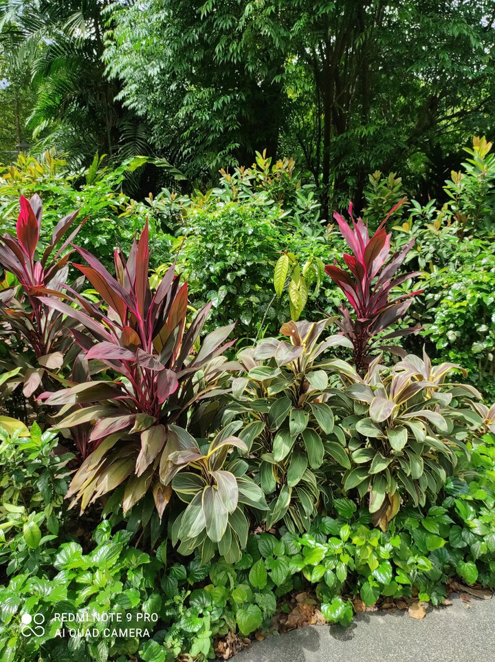 secret garden