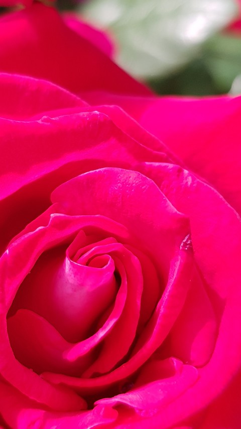 My rose
