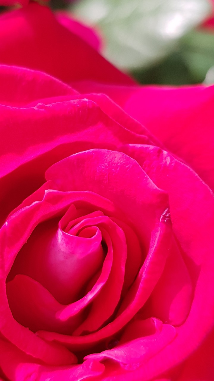 My rose