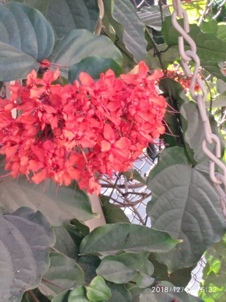 WINTER BLOSSOM
