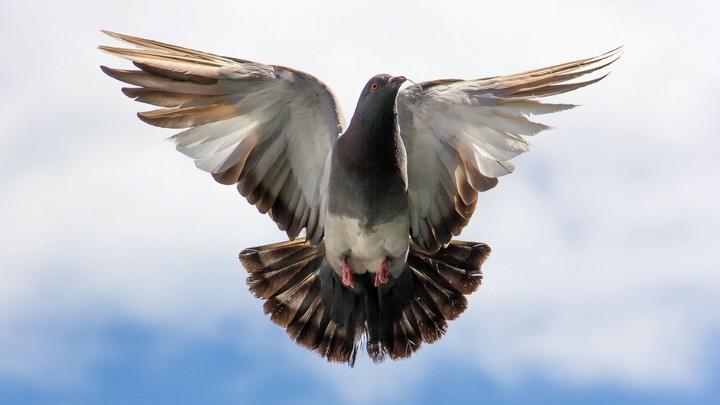 flying pigeon