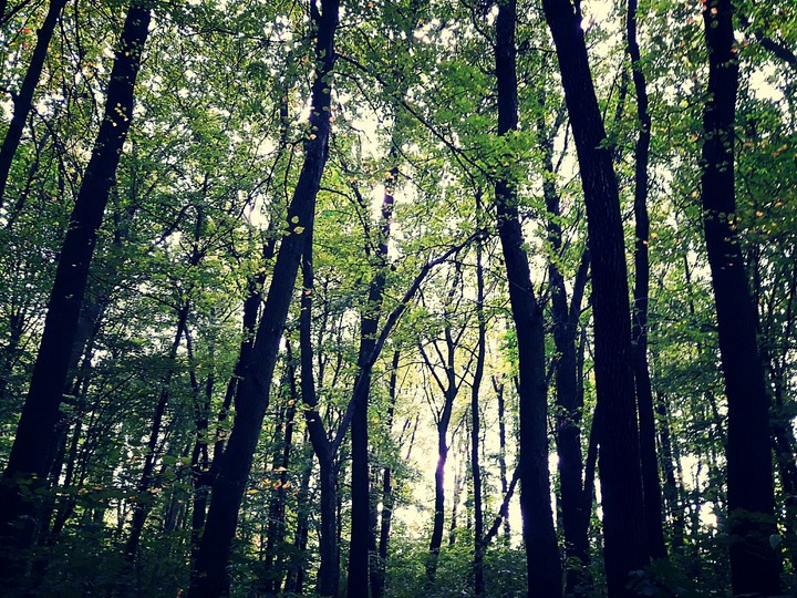 forest