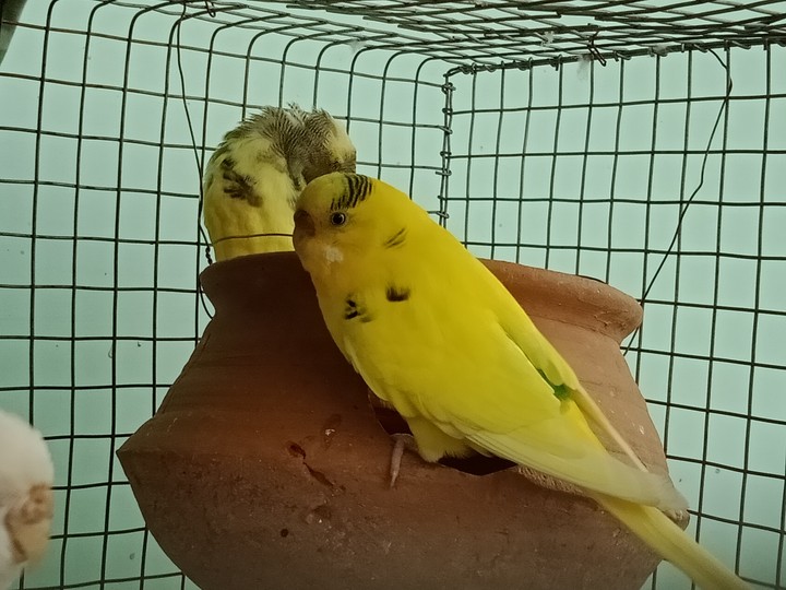 bird