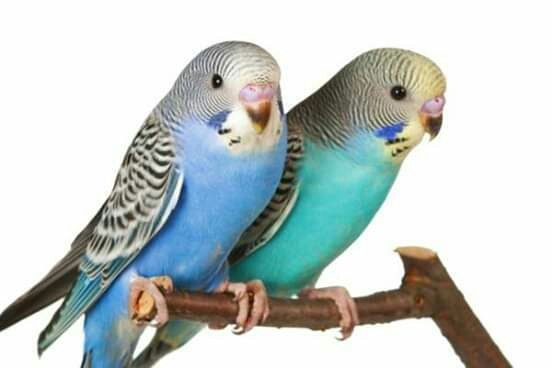 couple parrots