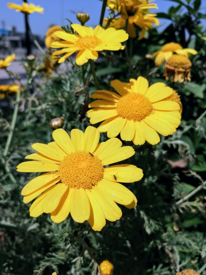 flowers