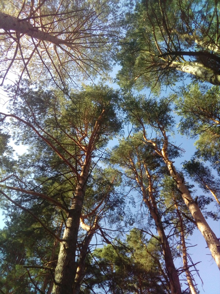 forest