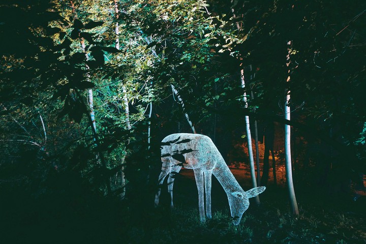 dear animal light happy