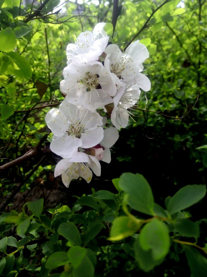 Blooming Apricot