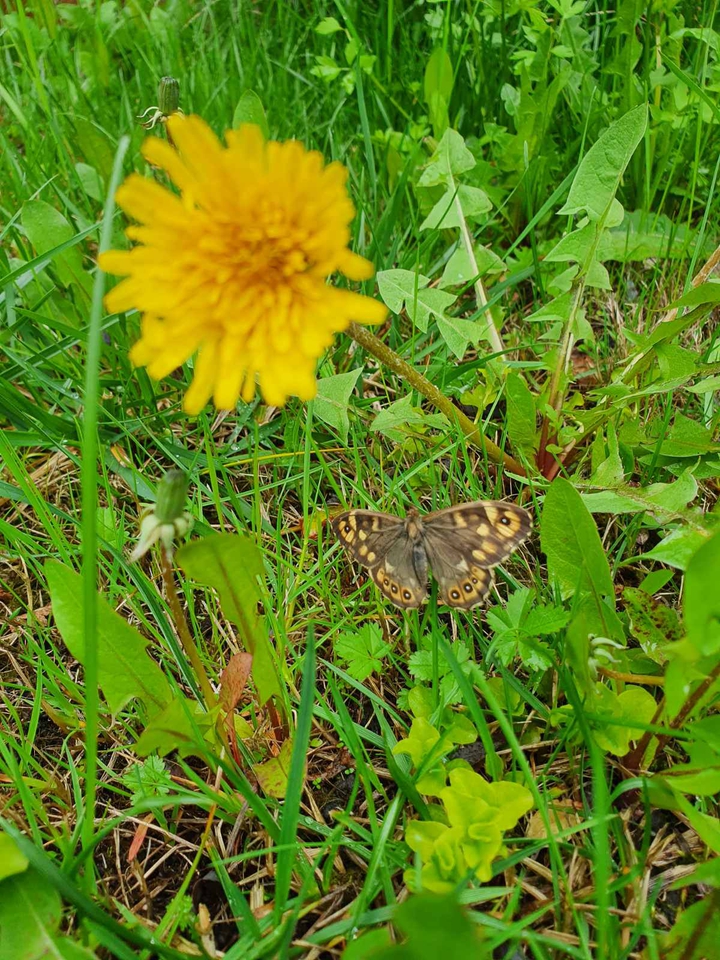 spring