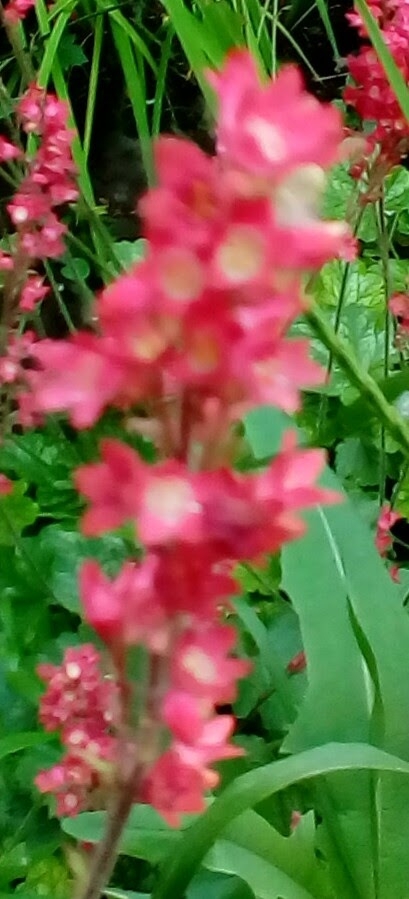 цветок